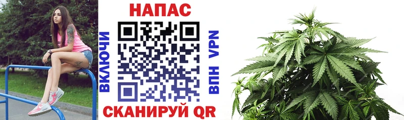 Марихуана сатива Ува
